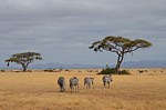 Safari Kenya 0303.jpg